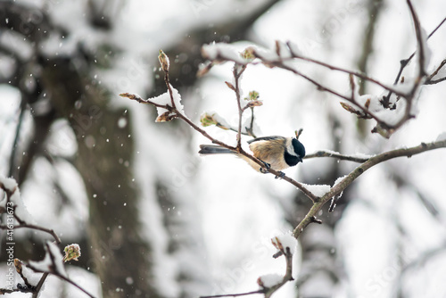 Small one black-capped chickadee, poecile atricapillus, tit bird perching closeup on tree branch in Virginia during winter snow weather blurry background bokeh © Kristina Blokhin