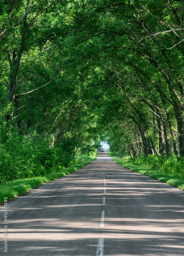 Naklejka premium Straight asphalt road in forest tunnel at sunny day