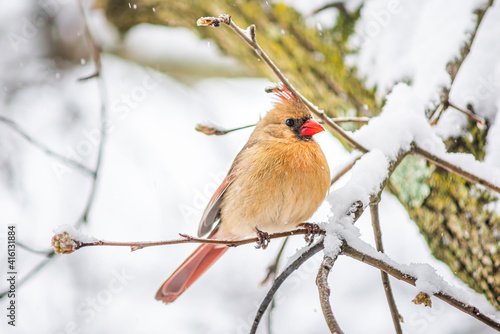 Fotografija Puffed up one female red northern cardinal, Cardinalis, bird sitting perched on