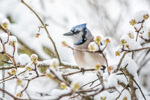Blue jay one Cyanocitta cristata bird perched on tree branch during winter covered in snow in Virginia with snow flakes falling and cherry blossom flowers