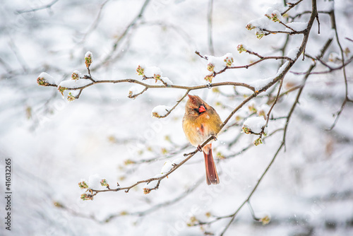One single funny female red northern cardinal Cardinalis bird perched on tree branch during winter snow in northern Virginia