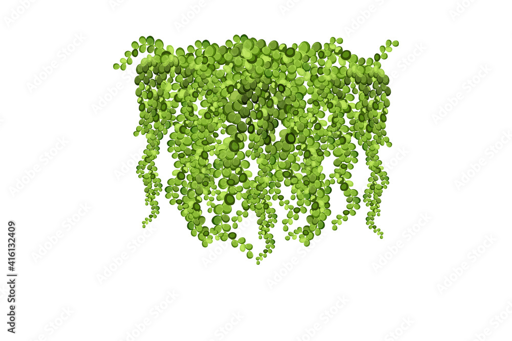 Frame of geen vine, liana or ivy hanging from above or climbing the wall.Decoration for garden or home.Template on white background. Frame of geen vine, liana or ivy hanging from above or climbing the wall.Decoration for garden or home.Template on white background.