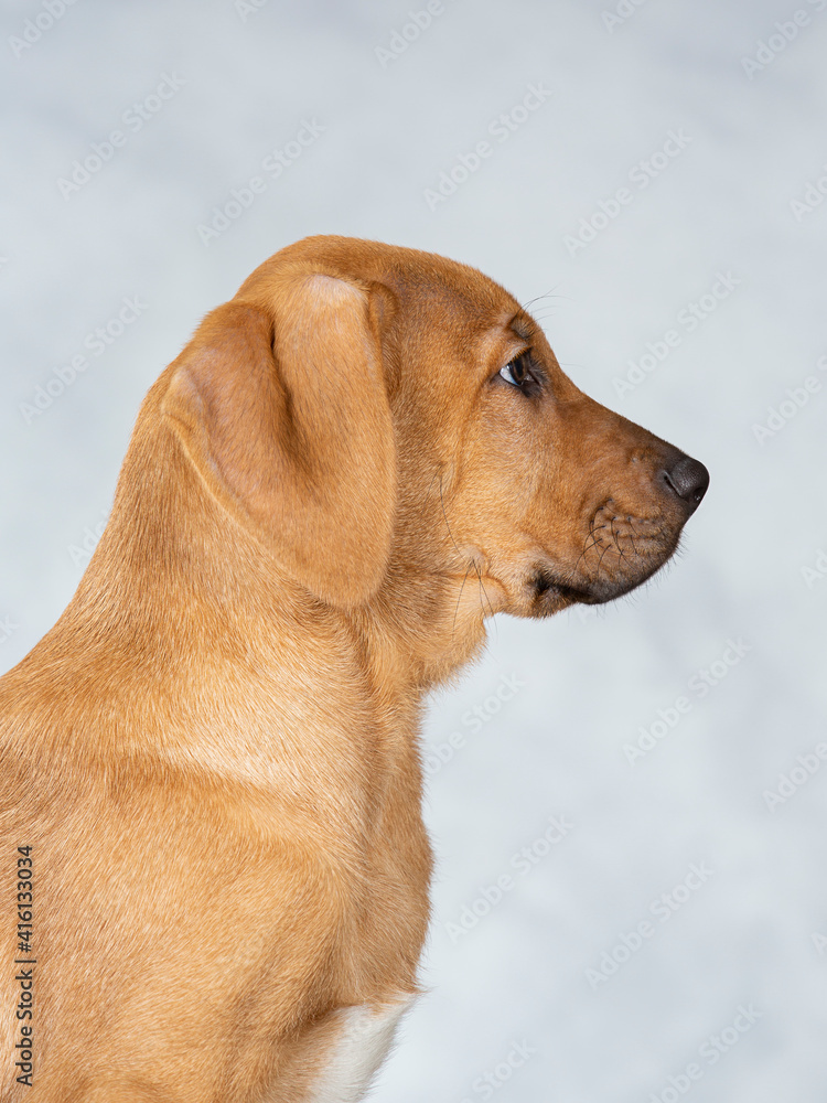 Broholmer puppy dog portrait, image taken in a studio. Breed also known as the Danish mastiff. Cute little puppy posing for camera. Broholmer puppy dog portrait, image taken in a studio. Breed also known as the Danish mastiff. Cute little puppy posing for camera.