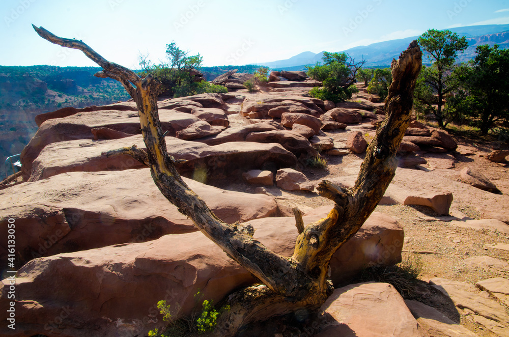 flat rocks
brown
green
dead
branches
desert
dry
limbs
tree limbs
