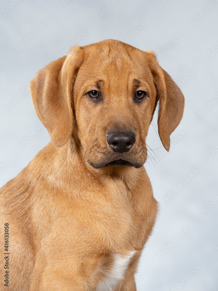 Broholmer puppy dog portrait, image taken in a studio. Breed also known as the Danish mastiff. Cute little puppy posing for camera.