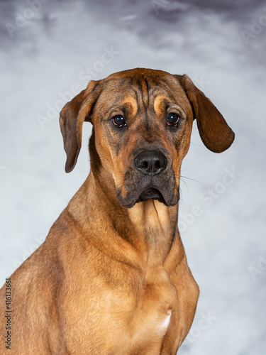 Rhodesian looking dog posing for camera. Image taken in a studio. Big guard dog.