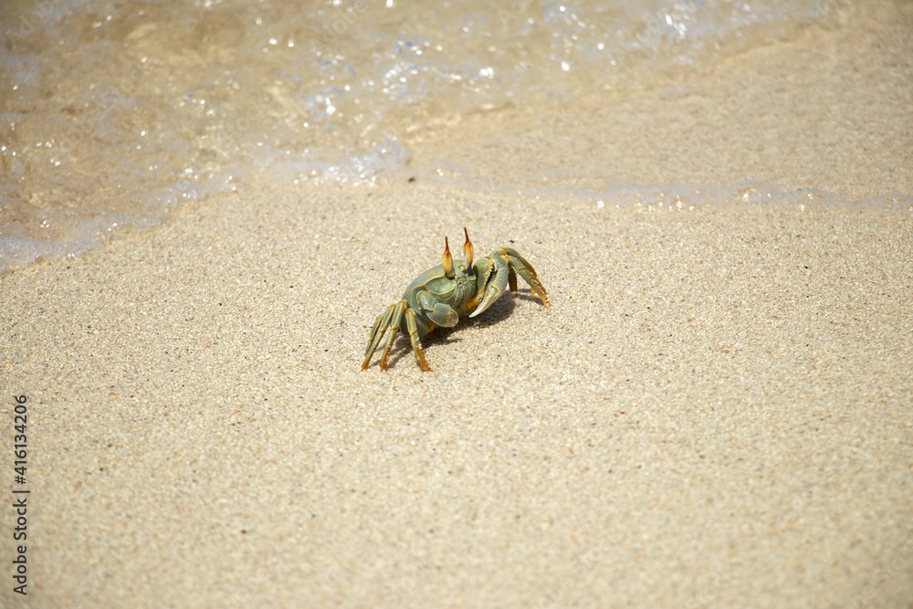 light green crab with orange eyes on sandy beach light green crab with orange eyes on sandy beach