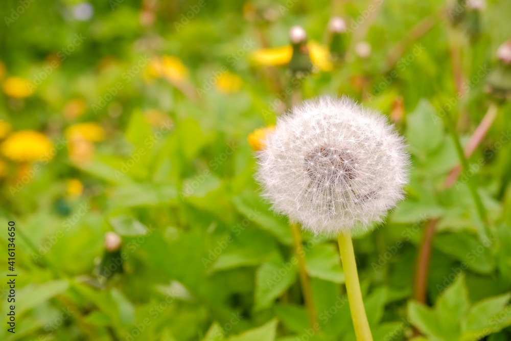 Meadow of white dandelions. Summer field. Dandelion field. spring background with white dandelions. Seeds. Fluffy dandelion flower against the background of the summer landscape. field with dandelion. Meadow of white dandelions. Summer field. Dandelion field. spring background with white dandelions. Seeds. Fluffy dandelion flower against the background of the summer landscape. field with dandelion.