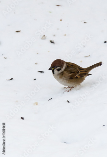 Sparrow on the snow