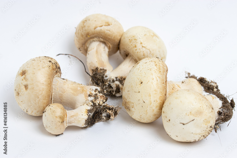 Funghi prataioli