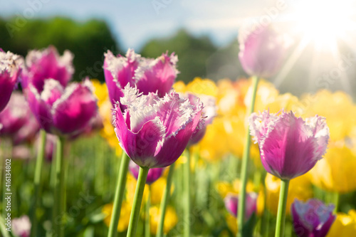 Purple and yellow tulips