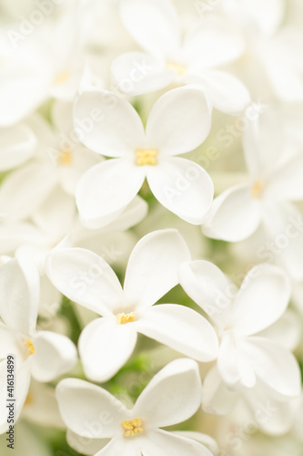 White lilac close-up