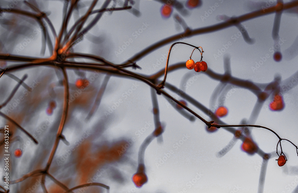 red berries on a tree