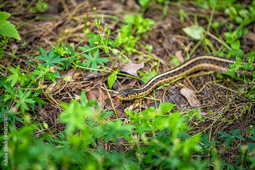 Closeup of small ribbon garter snake on garden ground with foliage green leaves in summer of Virginia