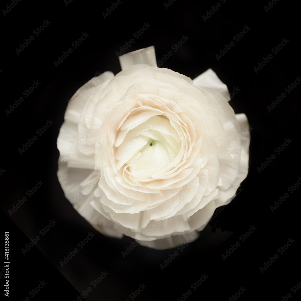 White ranunculus over black White ranunculus over black
