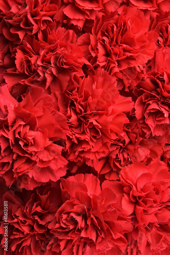 Fototapeta Naklejka Na Ścianę i Meble -  Red carnations background
