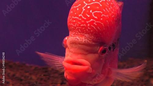 Red Mammon fish close-up underwater. Swims spreading its fins.