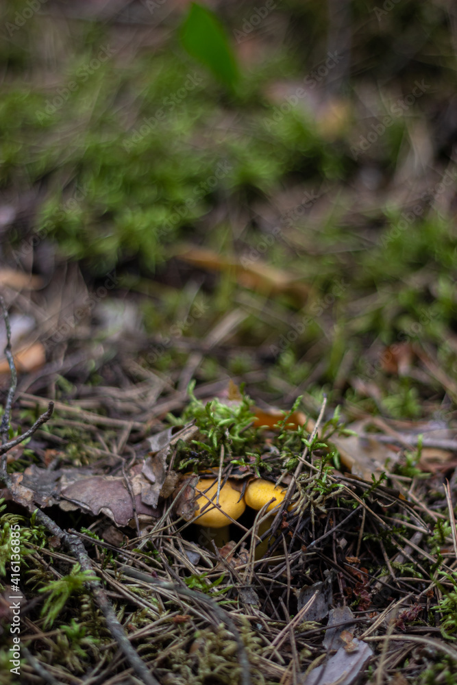 Small red chanterelle mushrooms hide in moss, fallen needles and leaves Small red chanterelle mushrooms hide in moss, fallen needles and leaves