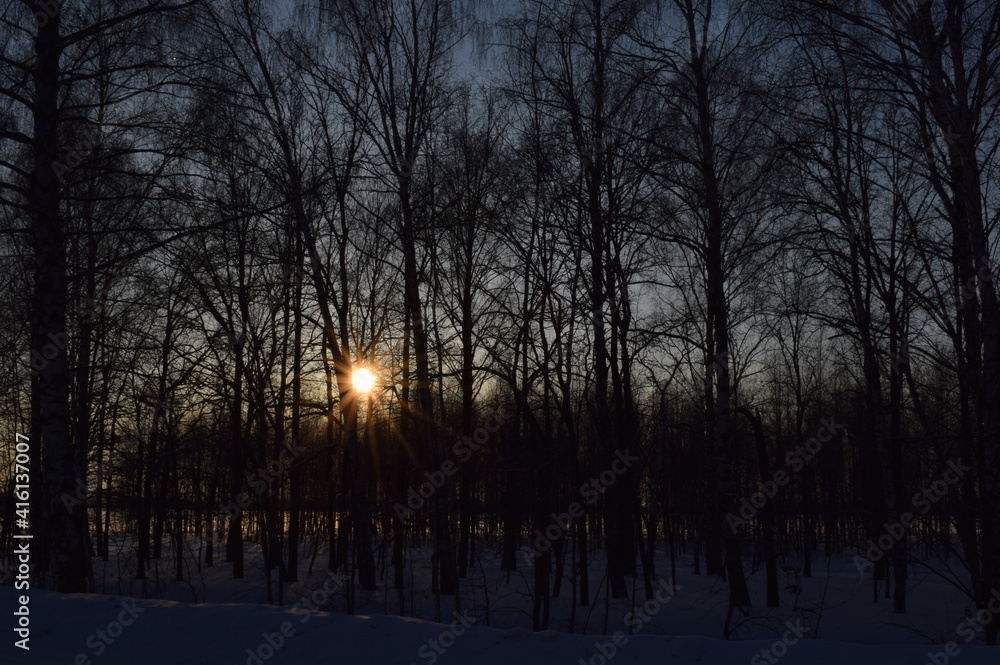 Trees.Winter.Snow. Evening