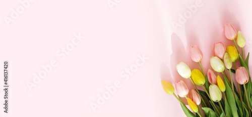 Bouquet of colorful tulips isolated on pink background. Spring flowers. Greeting card for Birthday, Woman 's Day,, Mother's Day, Valentine's day. Flat lay. Copy space. Banner