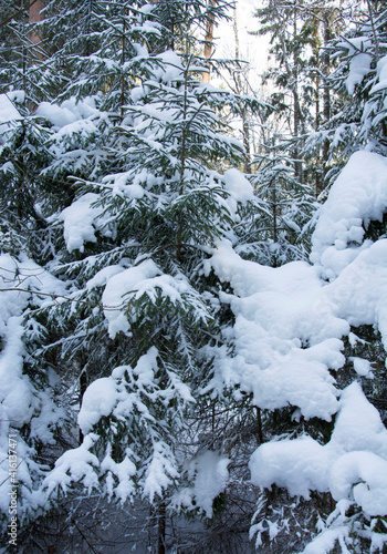 Beautiful winter coniferous forest, spruce paws covered with frost and snow close-up. Nature Winter background with snowy pine branches.Winter Christmas Wallpaper or web banner