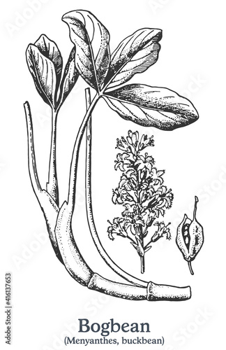 Bogbean. Vector hand drawn plant. Vintage medicinal plant sketch.