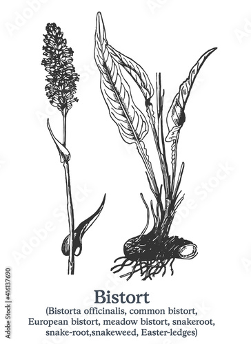 Bistort. Vector hand drawn plant. Vintage medicinal plant sketch.
