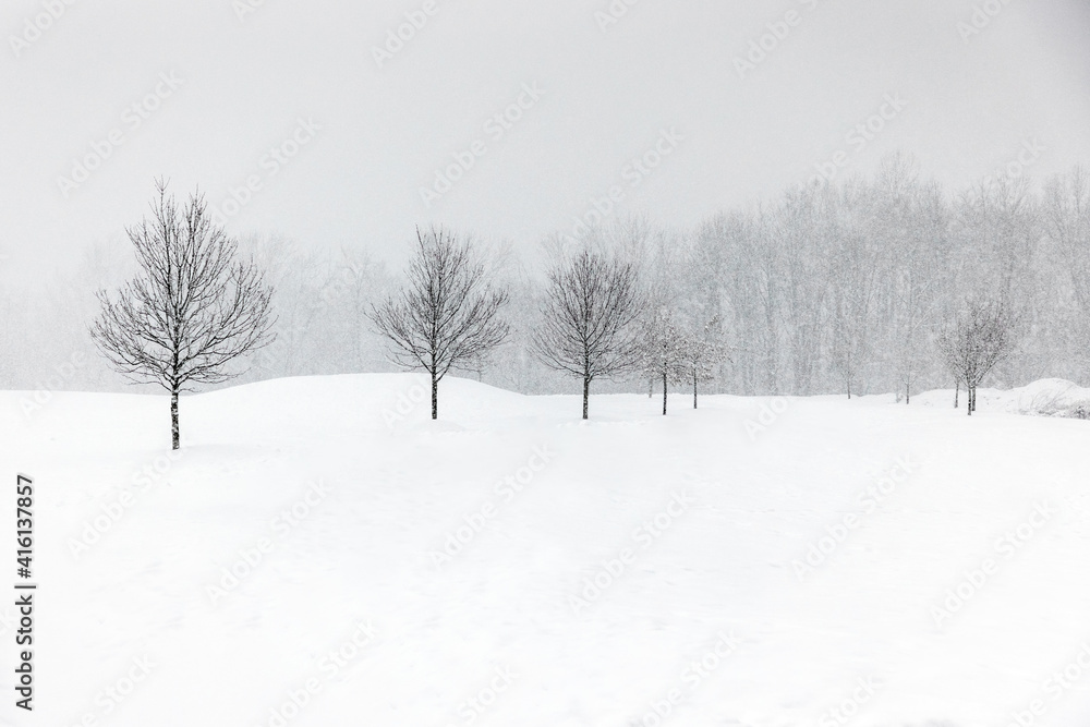 Winter in the Park