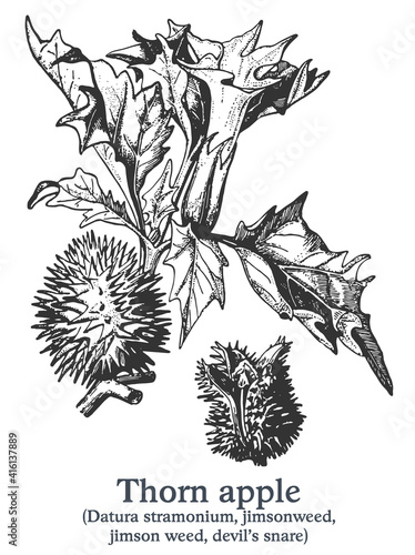 Thorn apple. Vector hand drawn plant. Vintage medicinal plant sketch.