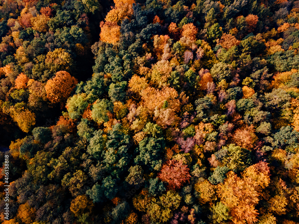 Сolorful autumn forest of aerial view from drone Сolorful autumn forest of aerial view from drone