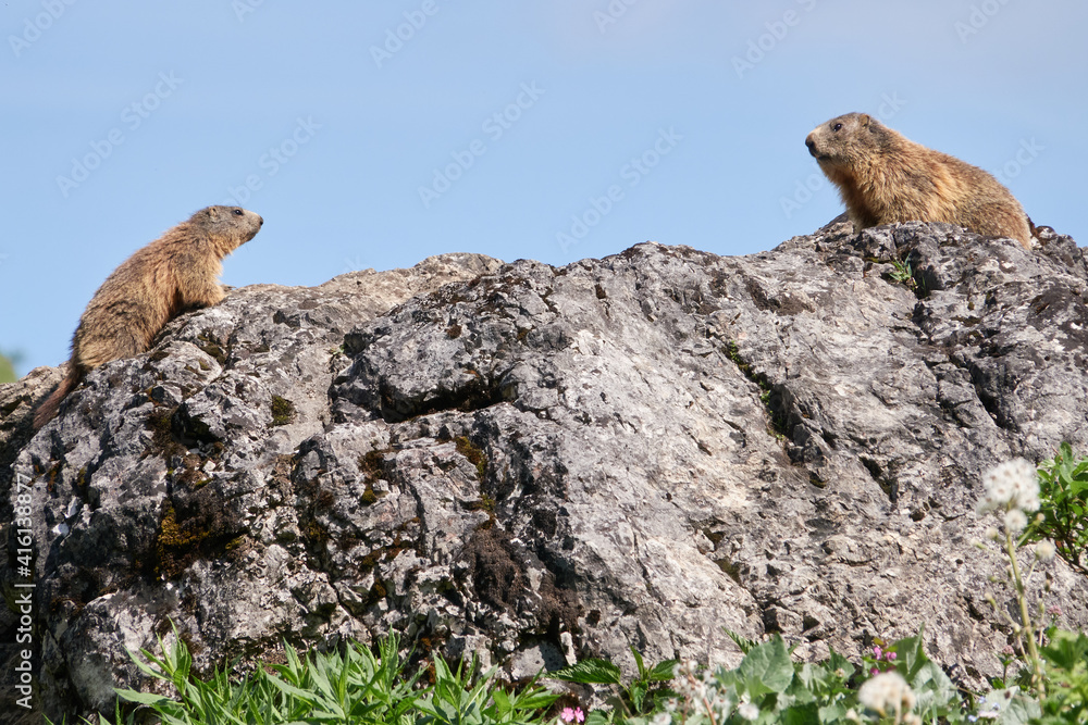 Alpenmurmeltiere auf einem Felsblock