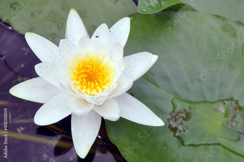 water lily with water drops on the surface of the lake.