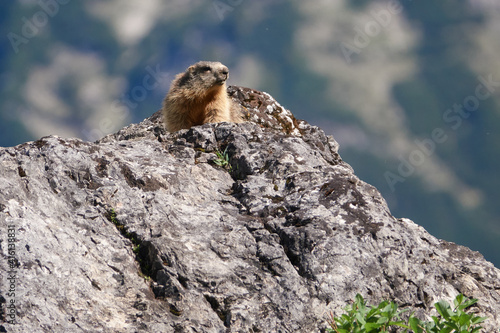 Alpenmurmeltier sonnt sich auf einem Felsblock © Michael Fritzen