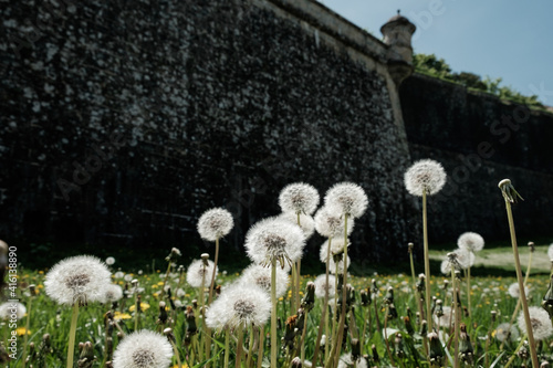 Dandelions in Pamplona beside camino de Santiago and old walls. photo