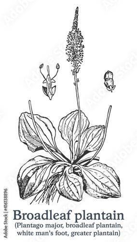 Broadleaf plantain. Vector hand drawn plant. Vintage medicinal plant sketch.