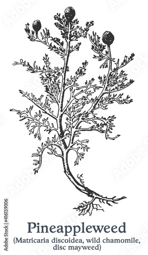 Pineappleweed. Vector hand drawn plant. Vintage medicinal plant sketch.
