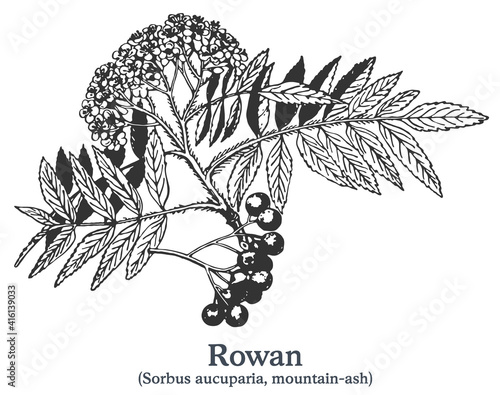 Rowan. Vector hand drawn plant. Vintage medicinal plant sketch.