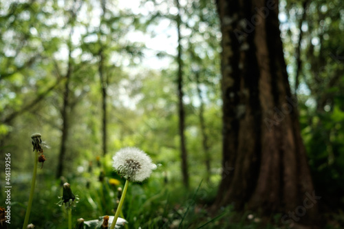 Dandelion in a forest of Pamplona. photo