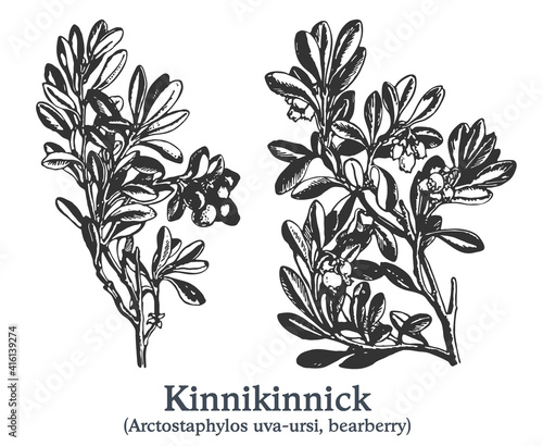 Kinnikinnick. Vector hand drawn plant. Vintage medicinal plant sketch. photo