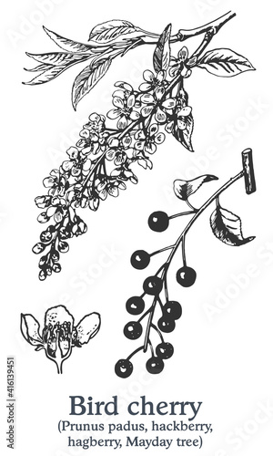 Bird cherry. Vector hand drawn plant. Vintage medicinal plant sketch.