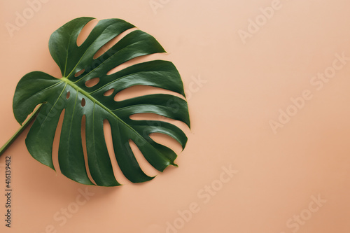 Monstera palm green leaf on beige background