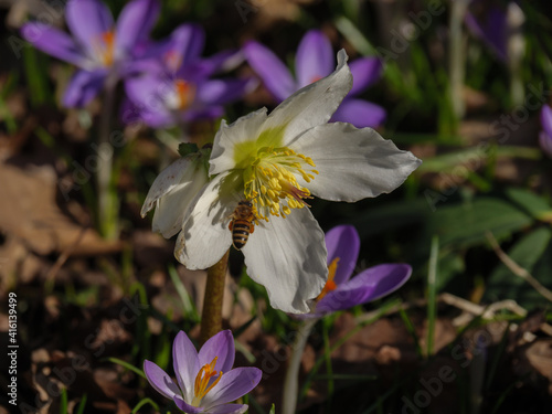 Frühlingszeit im westlichen Münsterland photo