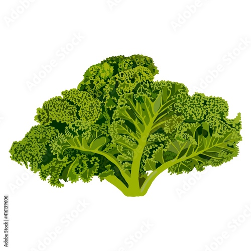 Kale. Cabbage. Fresh organic and healthy, diet and vegetarian food. Vector illustration