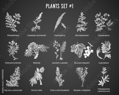 Vector hand drawn plants set on black background
