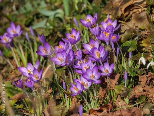 Frühlingszeit im westlichen Münsterland photo