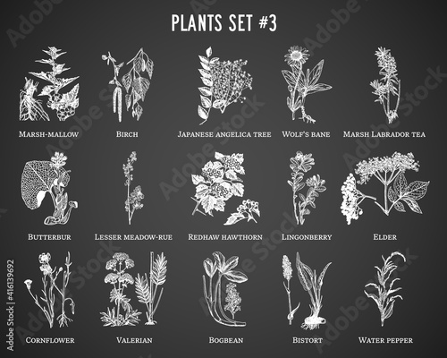 Vector hand drawn plants set on black background