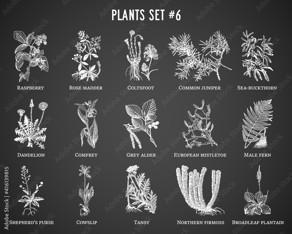 Vector hand drawn plants set on black background Vector hand drawn plants set on black background