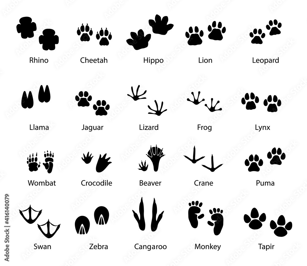 Animals and birds feet tracks, vector trails of rhino, cheetah and hippo,  lion, leopard and llama