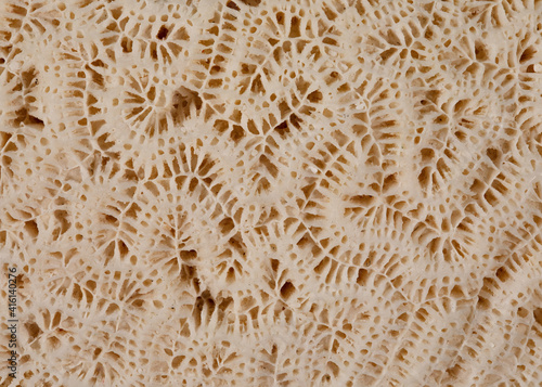 Macro View of a Brain Coral photo