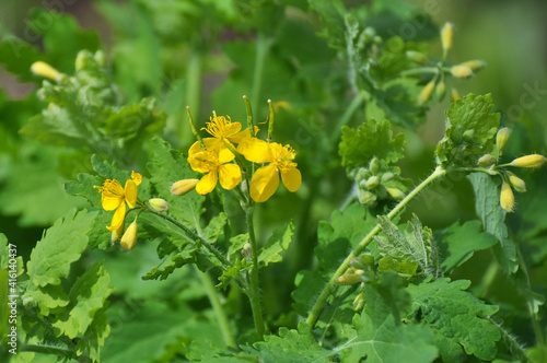 Flowering Chelidonium majus photo